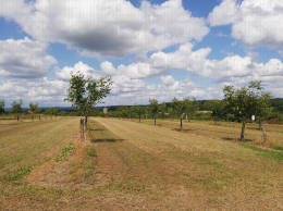 Jeune verger de noyers, Molières (24)